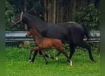 Westfale, Hengst, 1 Jahr, Brauner