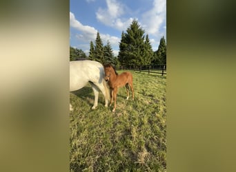 Westfale, Hengst, 1 Jahr, Brauner