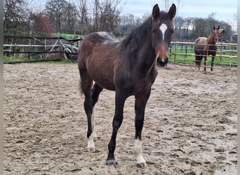 Westfale, Hengst, 1 Jahr, Brauner