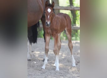 Westfale, Hengst, 1 Jahr, Brauner