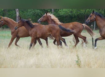 Westfale, Hengst, 1 Jahr, Brauner