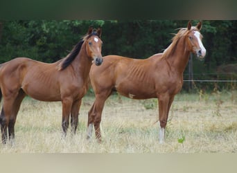 Westfale, Hengst, 1 Jahr, Brauner