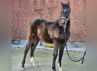 Westfale, Hengst, 1 Jahr, Dunkelbrauner