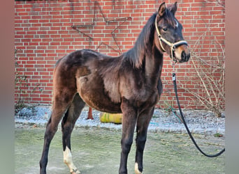 Westfale, Hengst, 1 Jahr, Dunkelbrauner