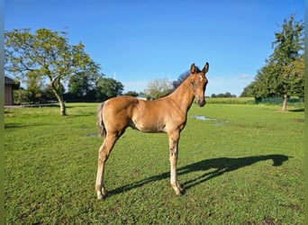 Westfale, Hengst, 1 Jahr, Dunkelbrauner