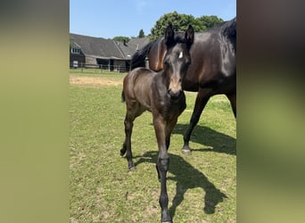 Westfale, Hengst, 1 Jahr, Dunkelbrauner