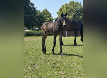 Westfale, Hengst, 1 Jahr, Dunkelbrauner