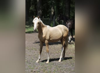 Westfale, Hengst, 1 Jahr, Dunkelfuchs