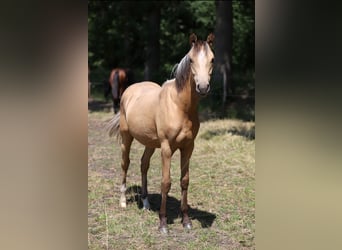 Westfale, Hengst, 1 Jahr, Dunkelfuchs