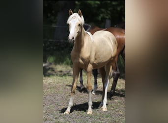 Westfale, Hengst, 1 Jahr, Dunkelfuchs