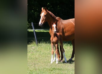 Westfale, Hengst, 1 Jahr, Dunkelfuchs