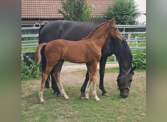 Westfale, Hengst, 1 Jahr, Fuchs