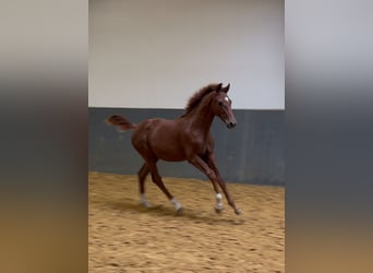 Westfale, Hengst, 1 Jahr, Fuchs