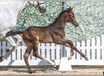 Westfale, Hengst, 1 Jahr, Kann Schimmel werden