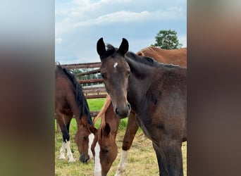 Westfale, Hengst, 1 Jahr, Kann Schimmel werden