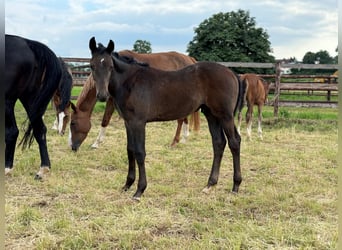 Westfale, Hengst, 1 Jahr, Kann Schimmel werden