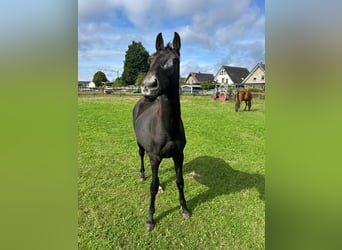 Westfale, Hengst, 1 Jahr, Kann Schimmel werden