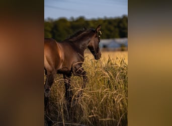 Westfale, Hengst, 1 Jahr, Kann Schimmel werden