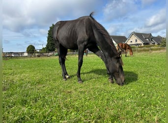 Westfale, Hengst, 1 Jahr, Kann Schimmel werden