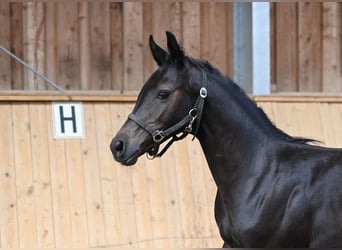 Westfale, Hengst, 1 Jahr, Rappe