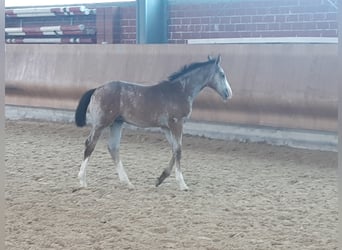 Westfale, Hengst, 1 Jahr, Schimmel