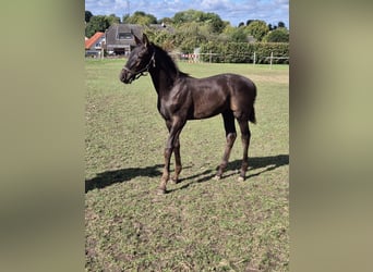 Westfale, Hengst, 1 Jahr, Schwarzbrauner