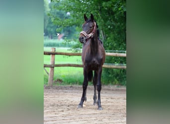 Westfale, Hengst, 1 Jahr, Schwarzbrauner