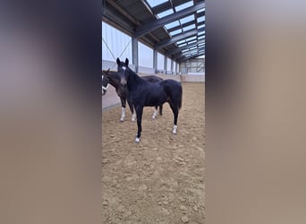 Westfale, Hengst, 1 Jahr, Schwarzbrauner
