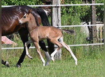 Westfale, Hengst, 1 Jahr, Schwarzbrauner