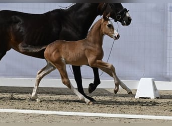 Westfale, Hengst, 1 Jahr, Schwarzbrauner