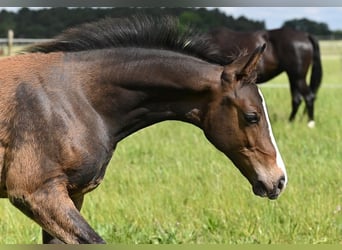 Westfale, Hengst, 1 Jahr, Schwarzbrauner