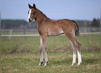 Westfale, Hengst, 1 Jahr, Schwarzbrauner