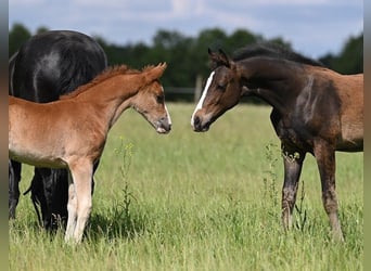Westfale, Hengst, 1 Jahr, Schwarzbrauner