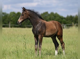 Westfale, Hengst, 1 Jahr, Schwarzbrauner