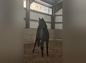 Westfale, Hengst, 2 Jahre, 155 cm, Dunkelbrauner