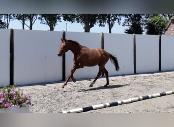 Westfale, Hengst, 2 Jahre, 155 cm, Dunkelfuchs