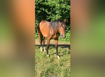 Westfale, Hengst, 2 Jahre, 160 cm, Dunkelbrauner