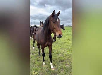 Westfale, Hengst, 2 Jahre, 160 cm, Dunkelbrauner