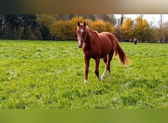 Westfale, Hengst, 2 Jahre, 160 cm, Dunkelfuchs