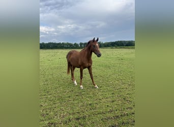 Westfale, Hengst, 2 Jahre, 160 cm, Fuchs