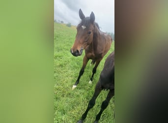 Westfale, Hengst, 2 Jahre, 160 cm, Hellbrauner