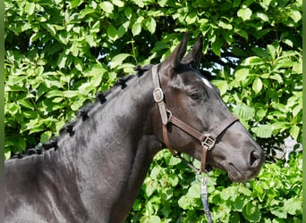 Westfale, Hengst, 2 Jahre, 161 cm, Dunkelbrauner