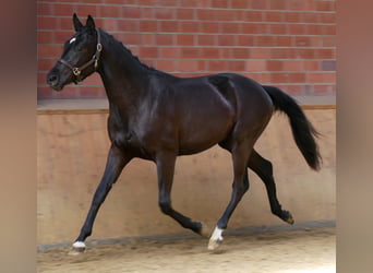 Westfale, Hengst, 2 Jahre, 161 cm, Dunkelbrauner