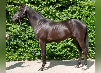 Westfale, Hengst, 2 Jahre, 161 cm, Dunkelbrauner