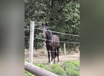 Westfale, Hengst, 2 Jahre, 161 cm, Schwarzbrauner