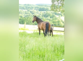 Westfale, Hengst, 2 Jahre, 161 cm, Schwarzbrauner