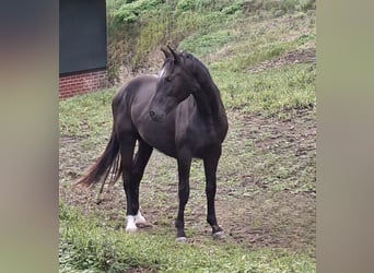 Westfale, Hengst, 2 Jahre, 161 cm, Schwarzbrauner