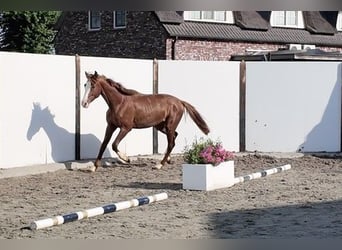 Westfale, Hengst, 2 Jahre, 162 cm, Fuchs