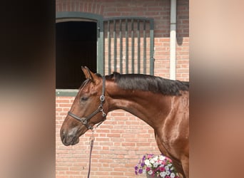 Westfale, Hengst, 2 Jahre, 163 cm, Brauner