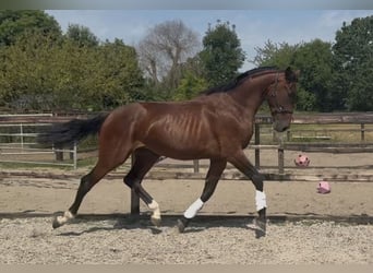 Westfale, Hengst, 2 Jahre, 163 cm, Brauner